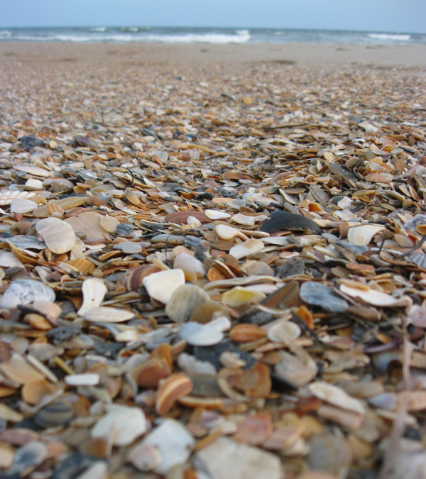 Best Shelling Beaches in North Carolina’s Outer Banks Emerald Isle Realty