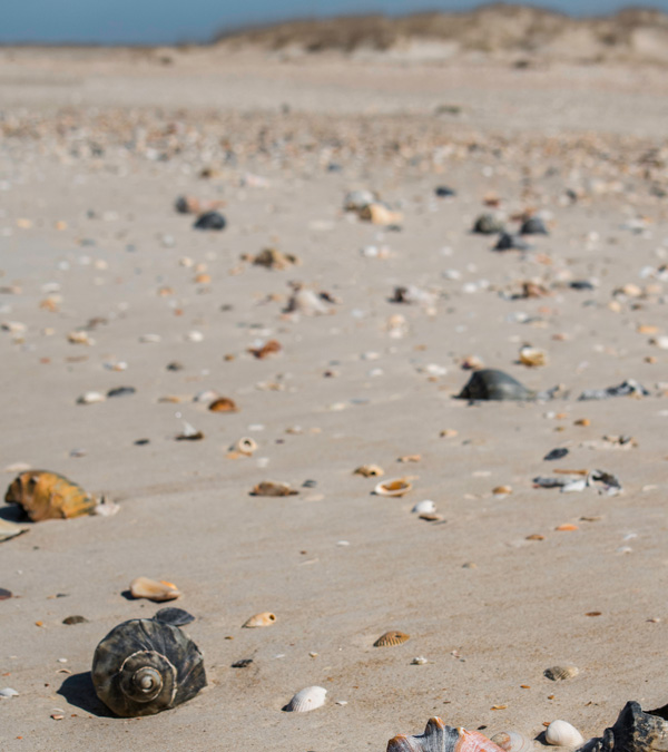 Best Shelling Beaches in North Carolina’s Outer Banks - Emerald Isle Realty