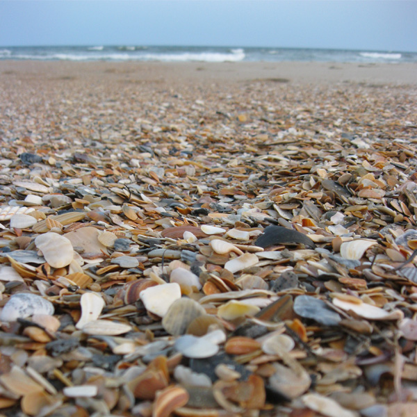 Best Shelling Beaches in North Carolina’s Outer Banks Emerald Isle Realty