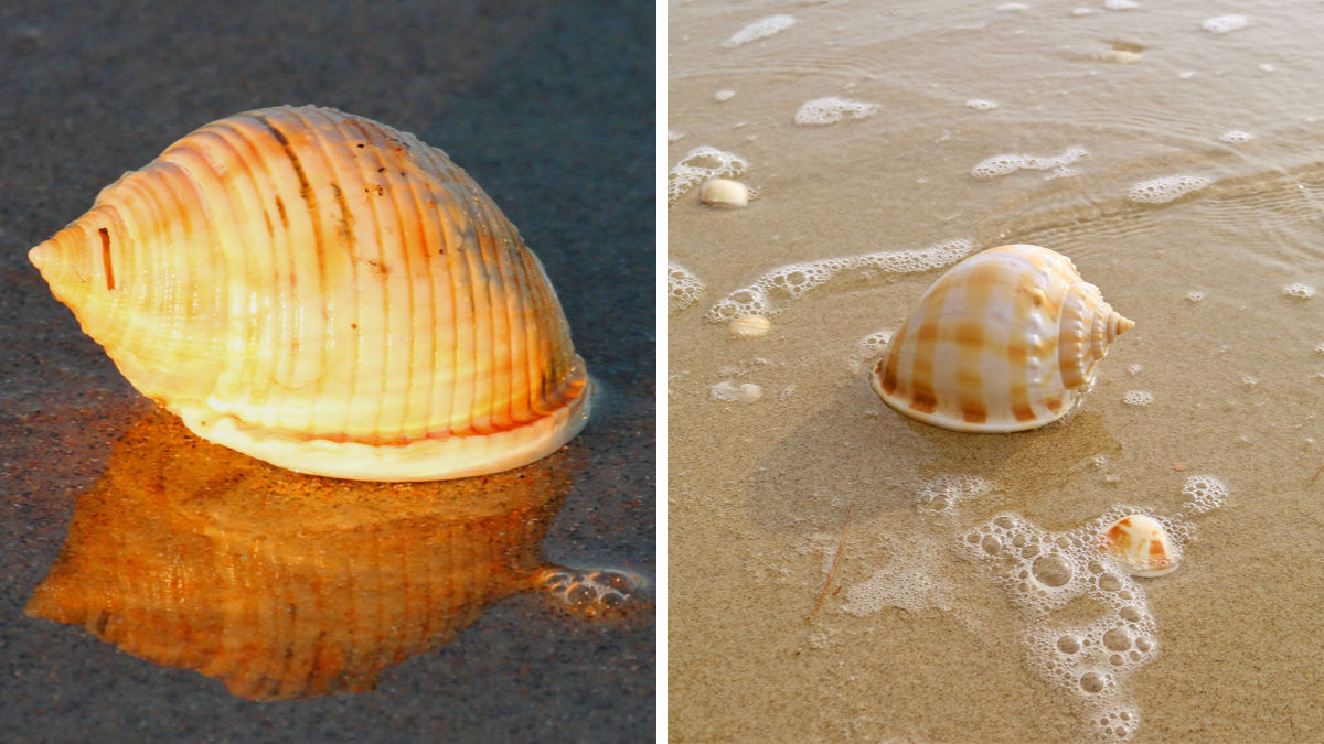Best Shelling Beaches in North Carolina’s Outer Banks Emerald Isle Realty
