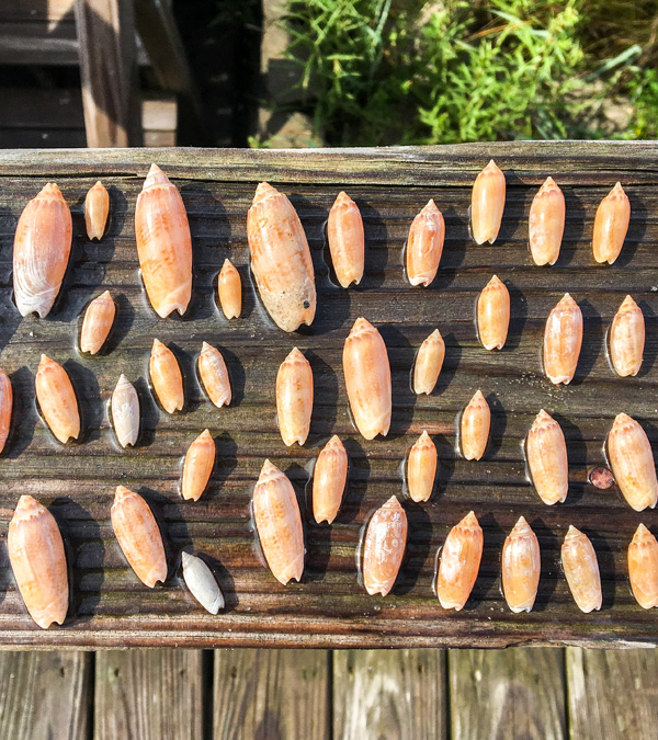 Best Shelling Beaches in North Carolina’s Outer Banks Emerald Isle Realty