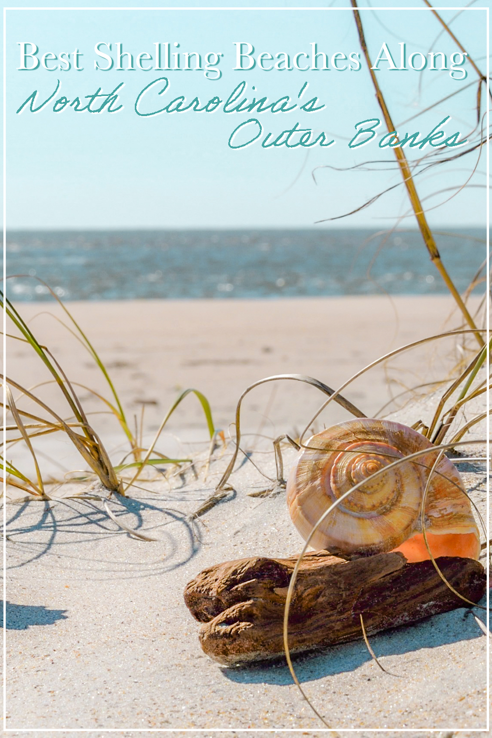 Best Shelling Beaches Along North Carolina’s Outer Banks