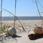 Best Shelling Beaches Along North Carolina’s Outer Banks