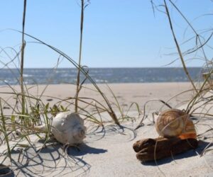 Best Shelling Beaches Along North Carolina’s Outer Banks