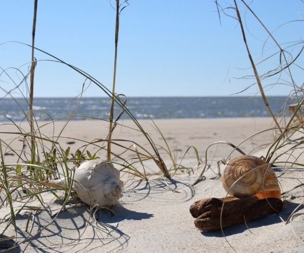 A pile of Sand Dollars on the beach, If you're the kind of …