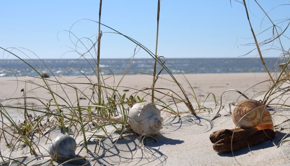 Best Shelling Beaches Along North Carolina’s Outer Banks