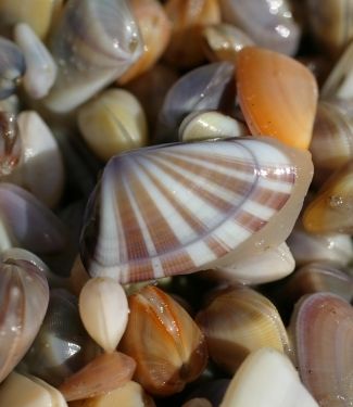 Coquina Shells