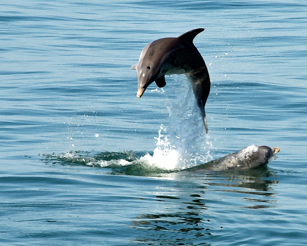 Dolphin Watching - Fun Nature Things to Do on North Carolina’s Southern Outer Banks