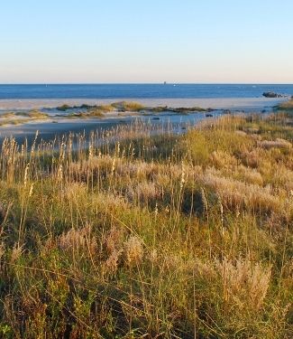 Shelling on beaches at Fort Macon State Park