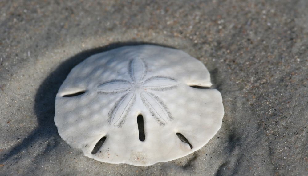 Keyhole Sand Dollar