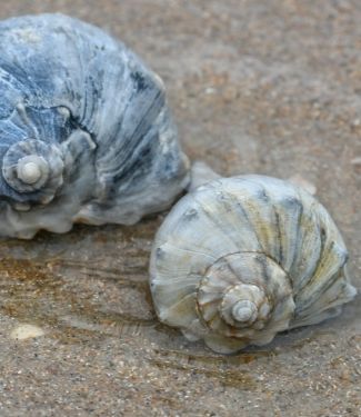 Knobbed Whelks
