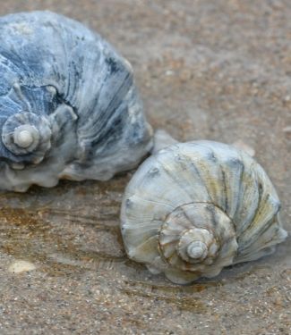 Knobbed Whelks