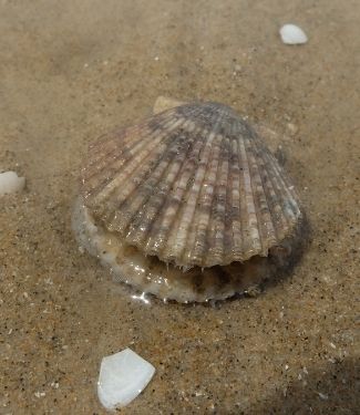 Live scallop