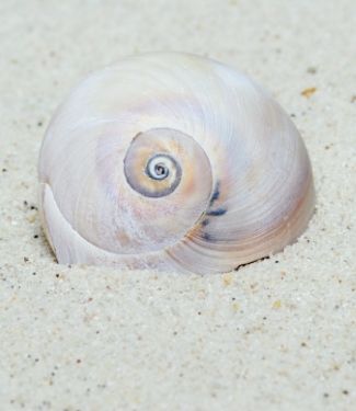 Moon snail