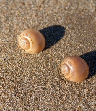 Moon snails