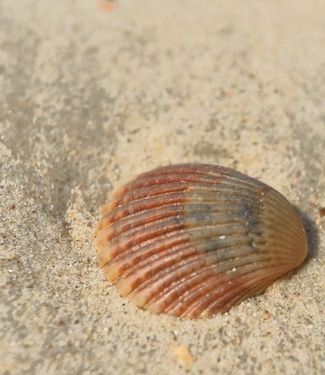 Scallop