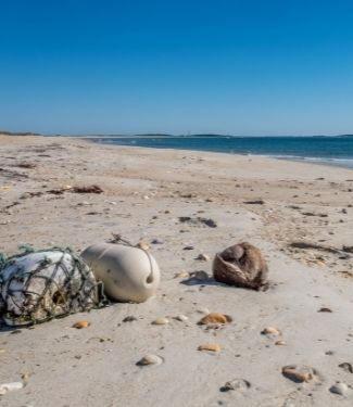 Shelling onWild horses on Shackleford Banks beaches