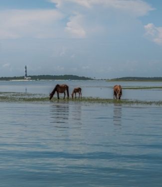 Wild horses on Shackleford Banks