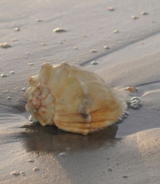 Whelk