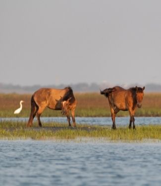 Wild horses on Bird Shoal Island NC