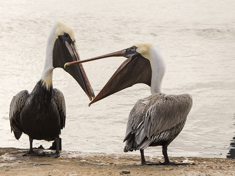 Brown Pelicans on North Carolina's Crystal Coast