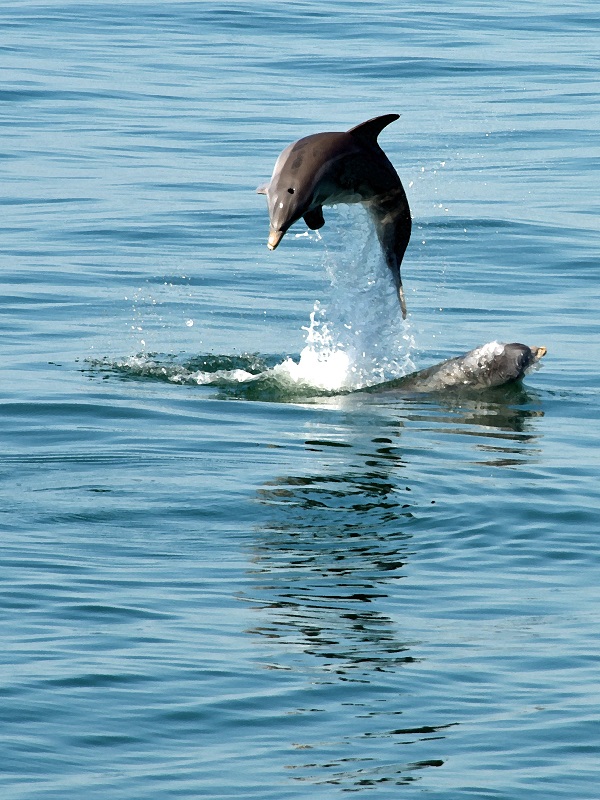 Dolphins Playing in Waters of Atlantic Ocean