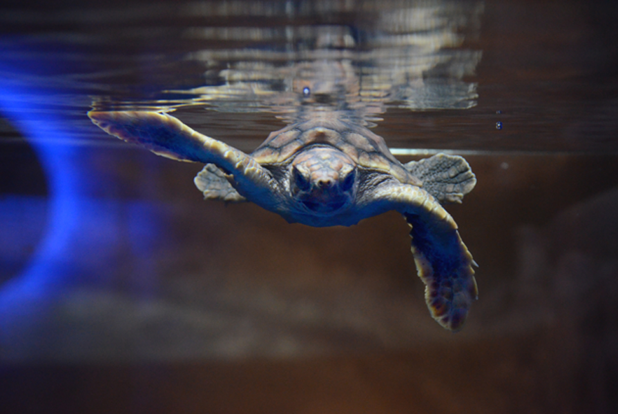 nc-aquarium-turtle