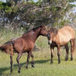 The Wild Horses of Shackleford Banks