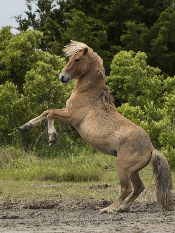 Wild Horses of Shackleford Banks