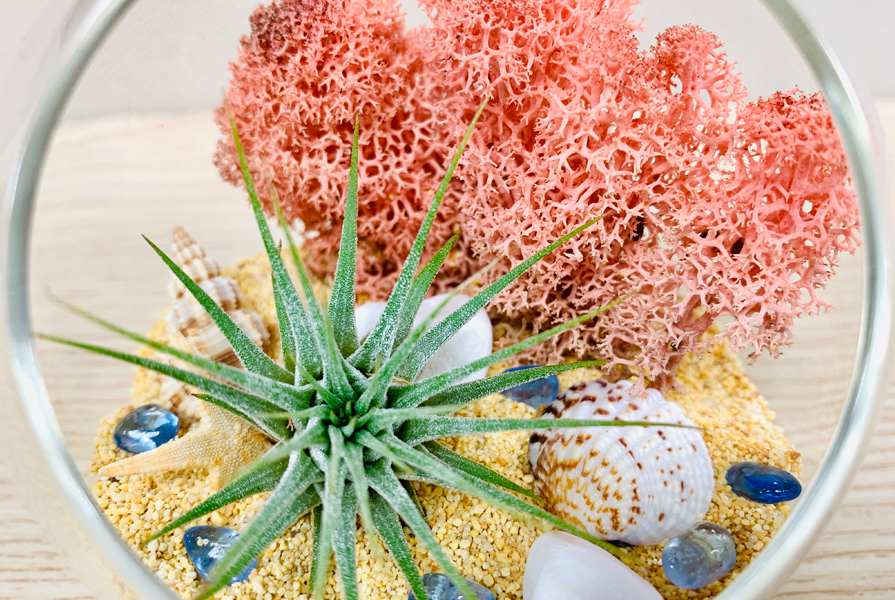 Shell-Craft-Ideas-Coastal-Terrarium