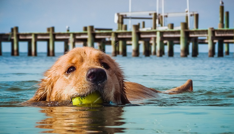 Pet Friendly Rentals in Emerald Isle, NC