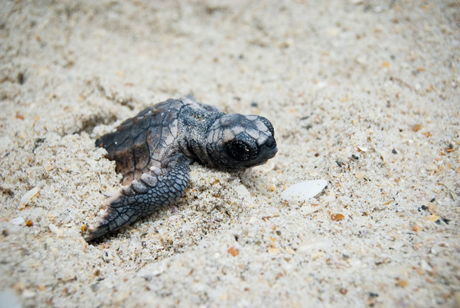 Spot a sea turtle on the beaches in Emerald Isle