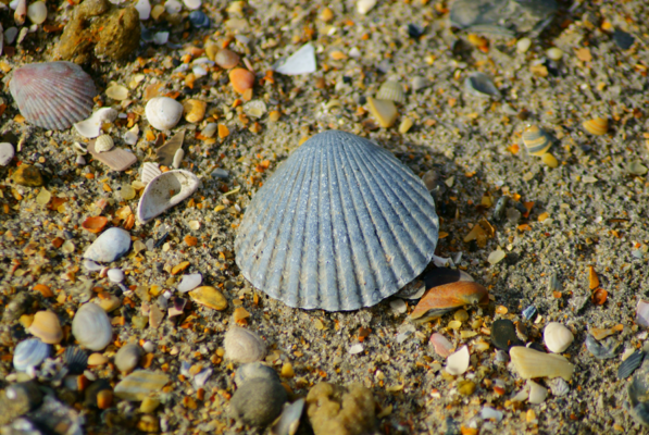 Go shelling on the beaches in Emerald Isle NC