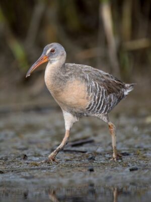 Spot Clapper Rail on Birding Trails in Emerald Isle NC