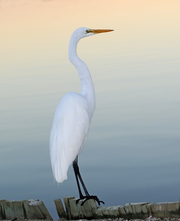 Best Birding Trails in Emerald Isle NC