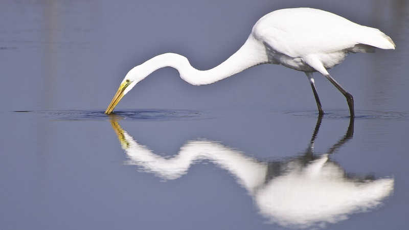 Best Birding Trails in Emerald Isle NC Best Birding Trails in Emerald Isle NC