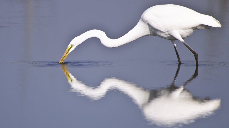 Best Birding Trails in Emerald Isle NC