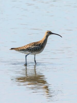 Spot a Eurosian Whimbrel on Birding Trails in Emerald Isle NC