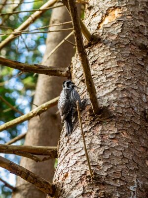 Spot Red-cockaded Woodpecker on Birding Trails near Emerald Isle NC