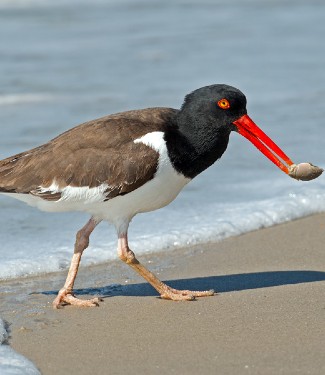 American Oystercatcher