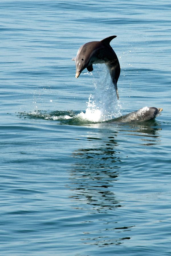 A sanctuary for marine and wildlife 