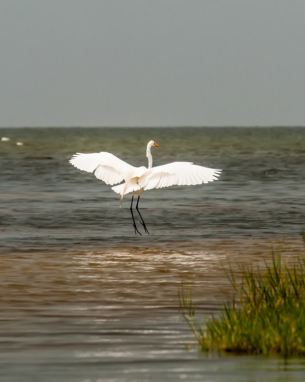 Birding on Cedar Island, NC