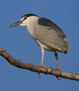 Black-crowned night heron