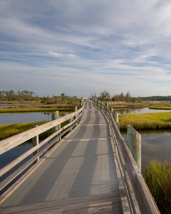 Boardwalk at Croatan National Forest