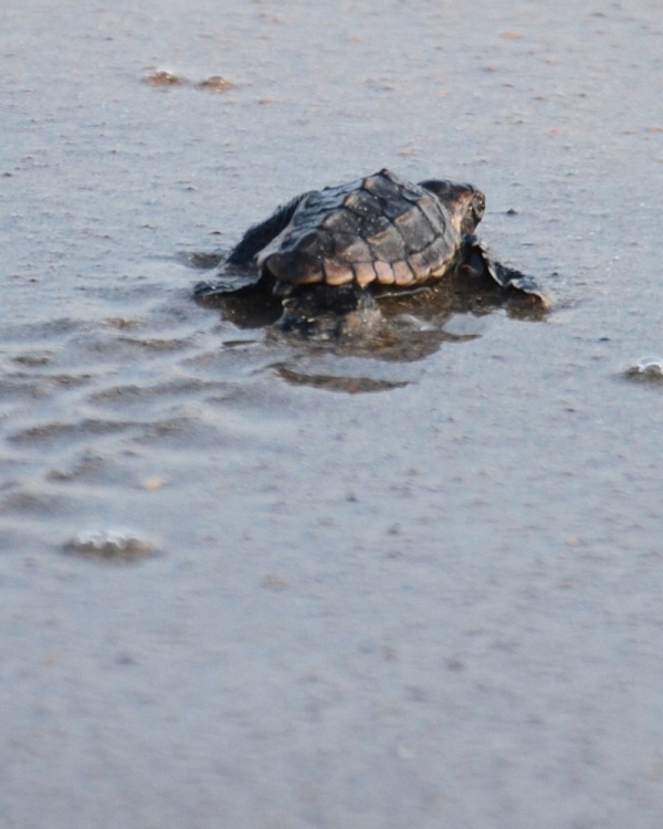 Loggerhead Sea Turtle - Indian Beach, NC