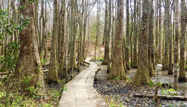 Croatan National Forest