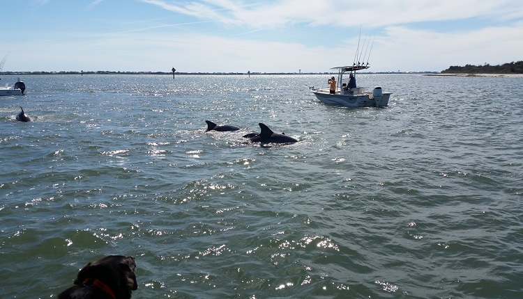 Take a scenic boat ride with H2O Captain to see pods of dolphins swimming