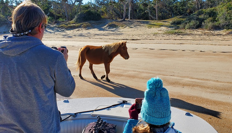 Enjoy a private boat tour with H2O Captain to see the wild horses