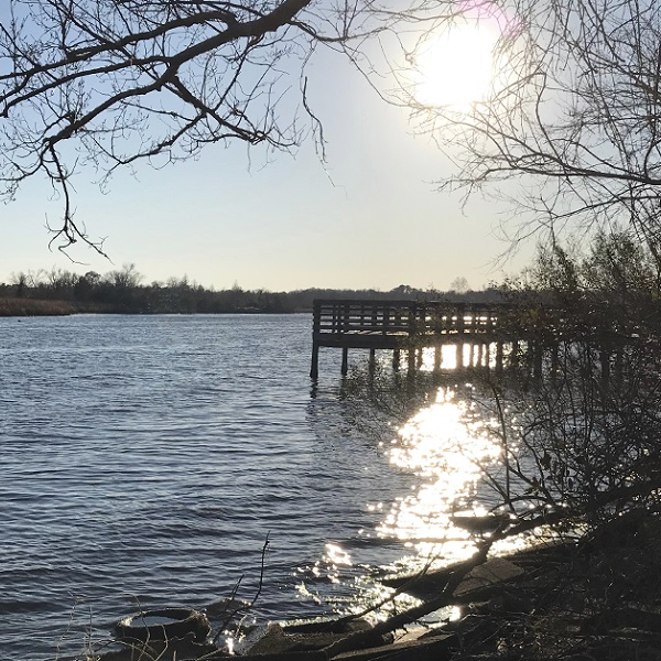 Croatan National Forest