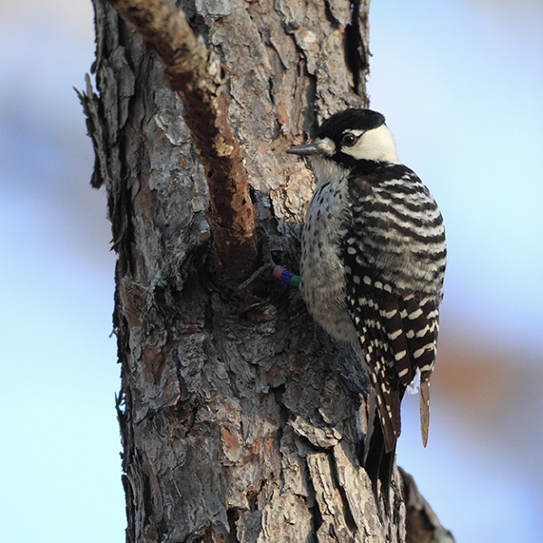 woodpecker